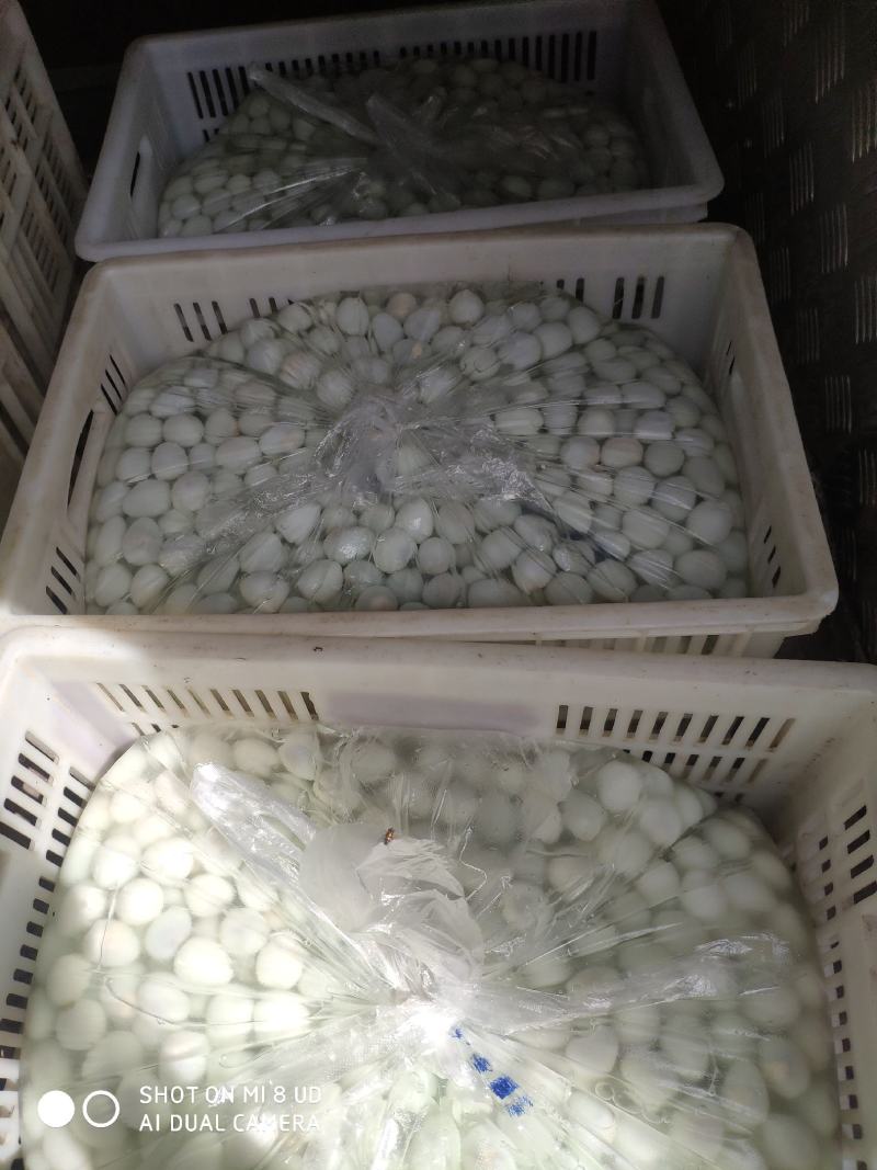 清水鹌鹑蛋脱皮去皮鹌鹑蛋批发，保质保量火热预定中