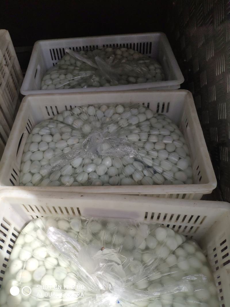 清水鹌鹑蛋脱皮去皮鹌鹑蛋批发，保质保量火热预定中