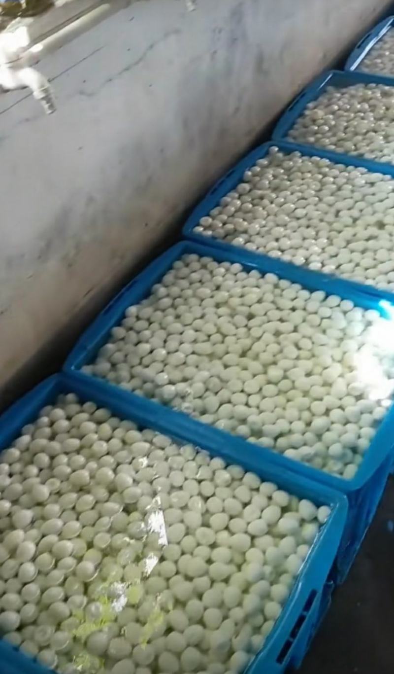 清水鹌鹑蛋脱皮去皮鹌鹑蛋批发，保质保量火热预定中