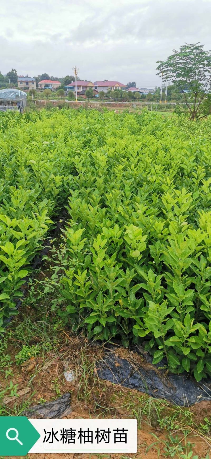 由良蜜桔苗早熟蜜桔苗果味甜化渣早产丰产易管理现挖保湿
