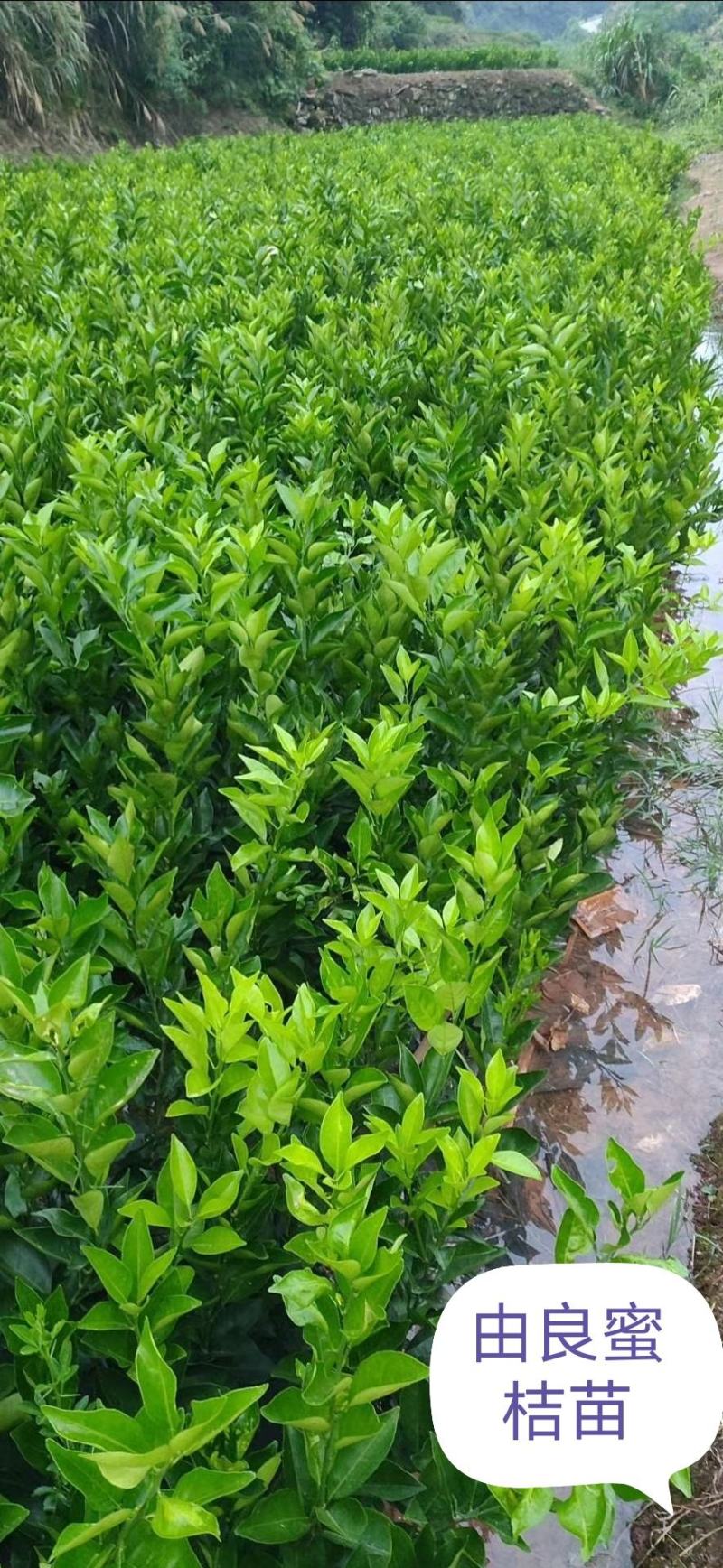 由良蜜桔苗早熟蜜桔苗果味甜化渣早产丰产易管理现挖保湿