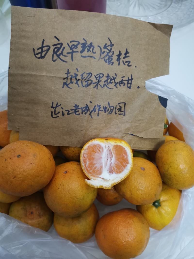 由良蜜桔苗早熟蜜桔苗果味甜化渣早产丰产易管理现挖保湿