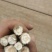 无硫白芷干货，40吨左右，货在山东，有需要联系