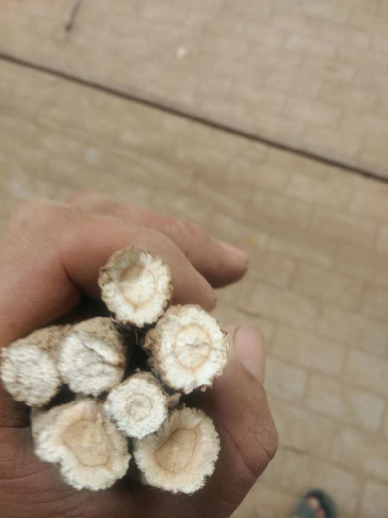 无硫白芷干货，40吨左右，货在山东，有需要联系