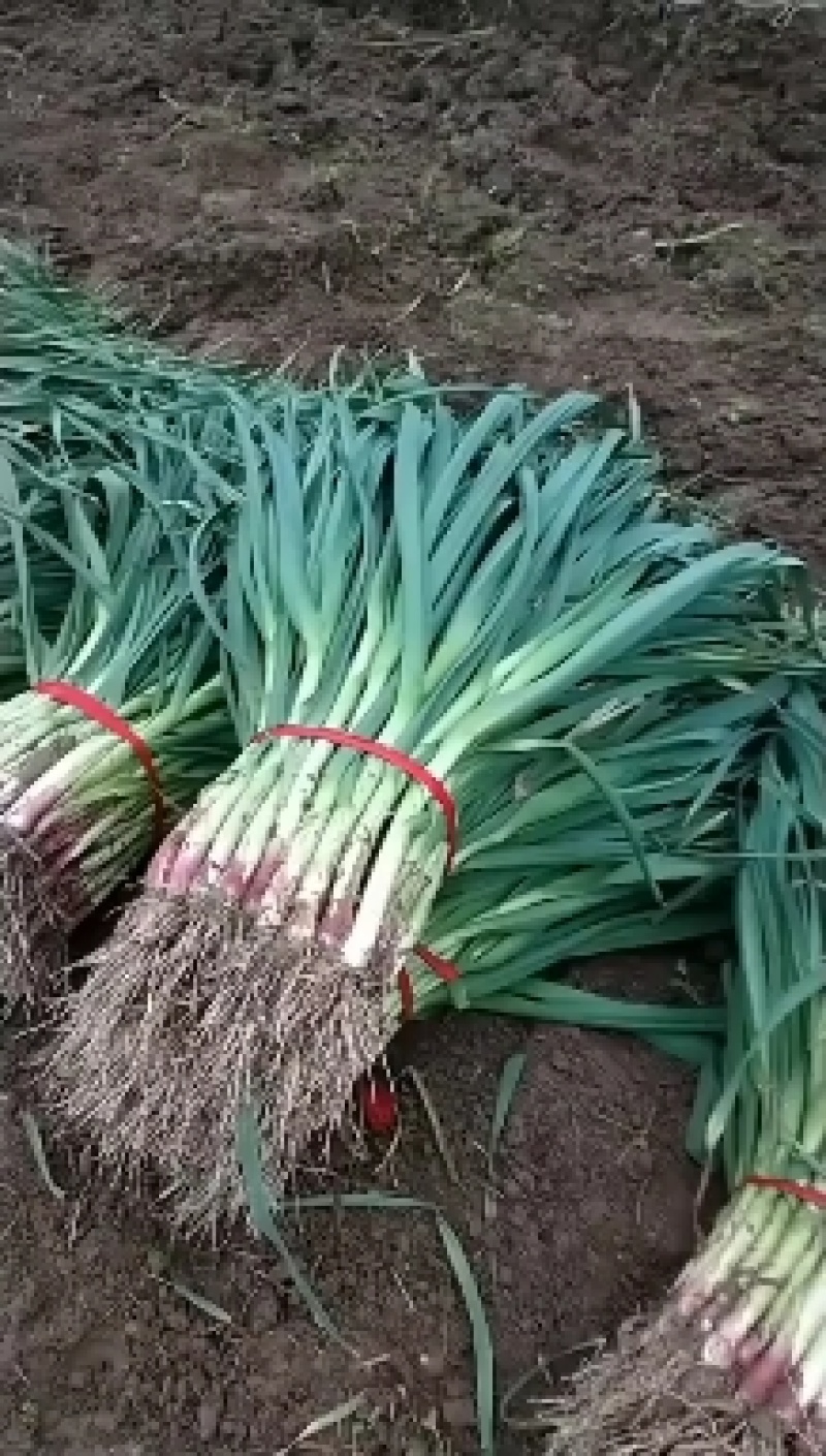 红根蒜苗自产自销品质保证可以实地考察看货