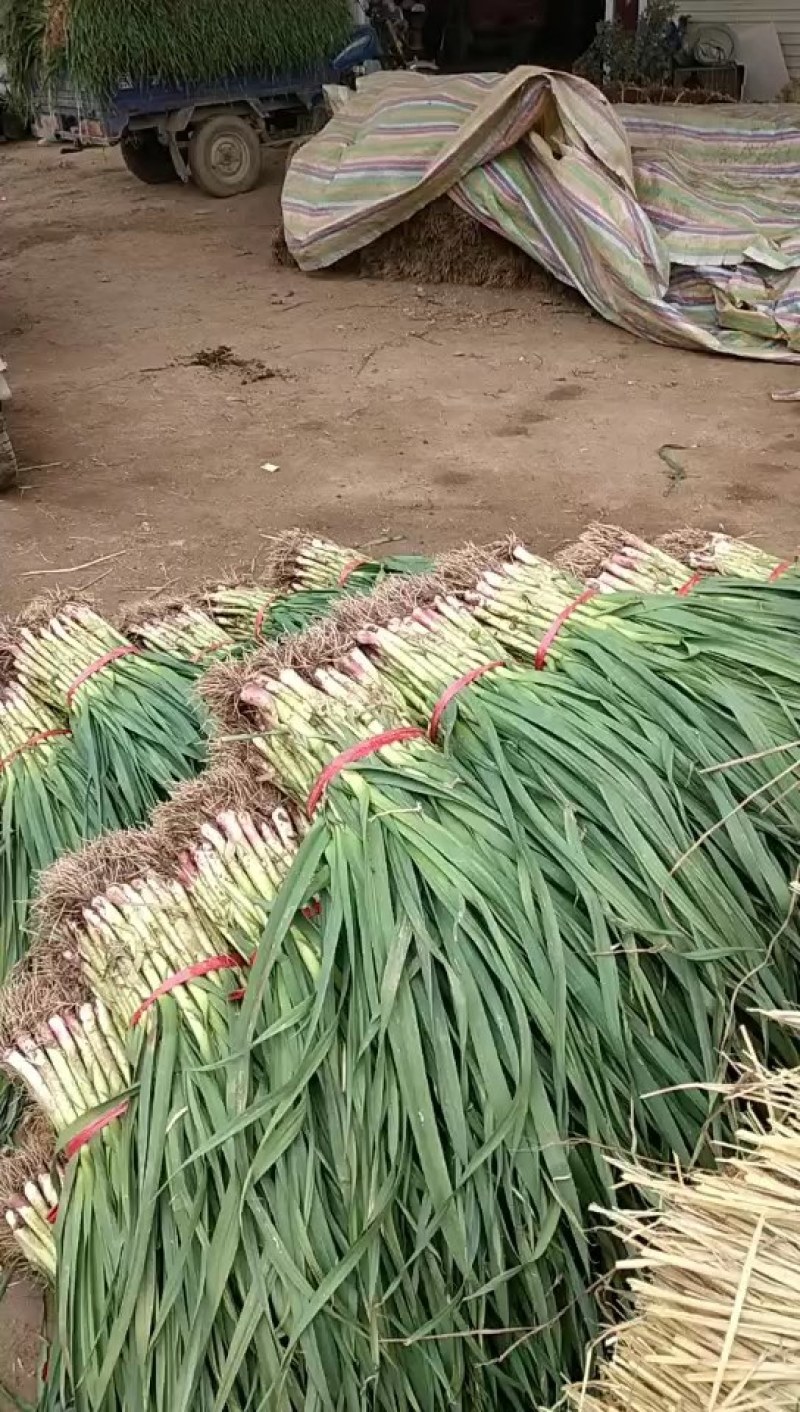 红根蒜苗自产自销品质保证可以实地考察看货