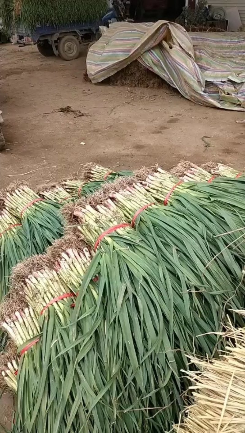 红根蒜苗自产自销品质保证可以实地考察看货