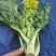 有货正宗增城迟菜心精品30公分净重5斤货真价实
