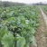 有货正宗增城迟菜心精品30公分净重5斤货真价实