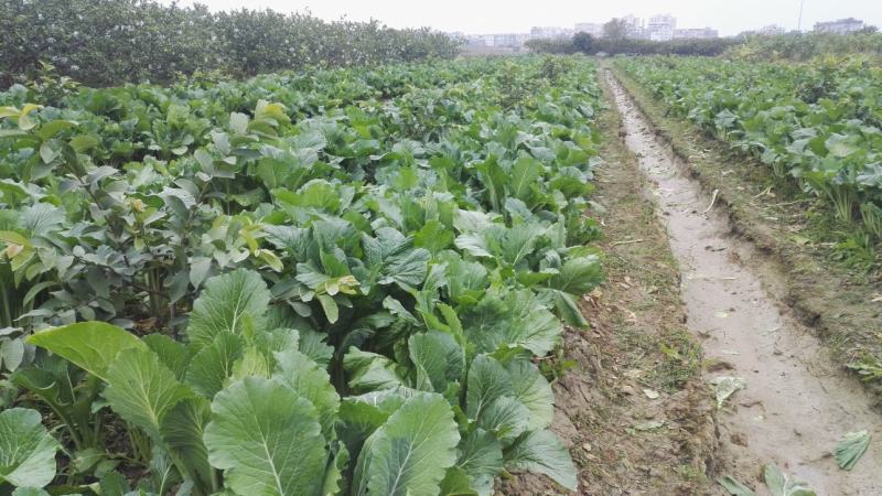 有货正宗增城迟菜心精品30公分净重5斤货真价实