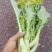 有货正宗增城迟菜心精品30公分净重5斤货真价实