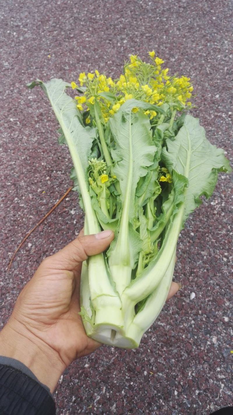 有货正宗增城迟菜心精品30公分净重5斤货真价实