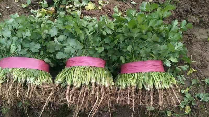 【香菜实力精品大叶香菜产地直发可视频看货欢迎咨询