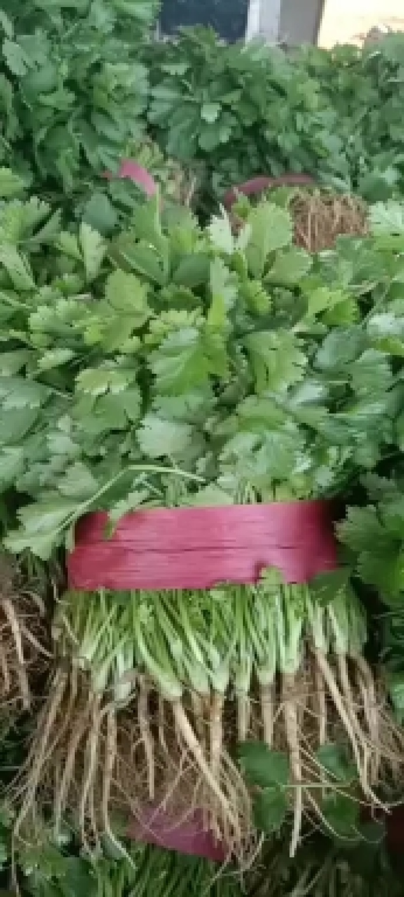 【香菜实力精品大叶香菜产地直发可视频看货欢迎咨询