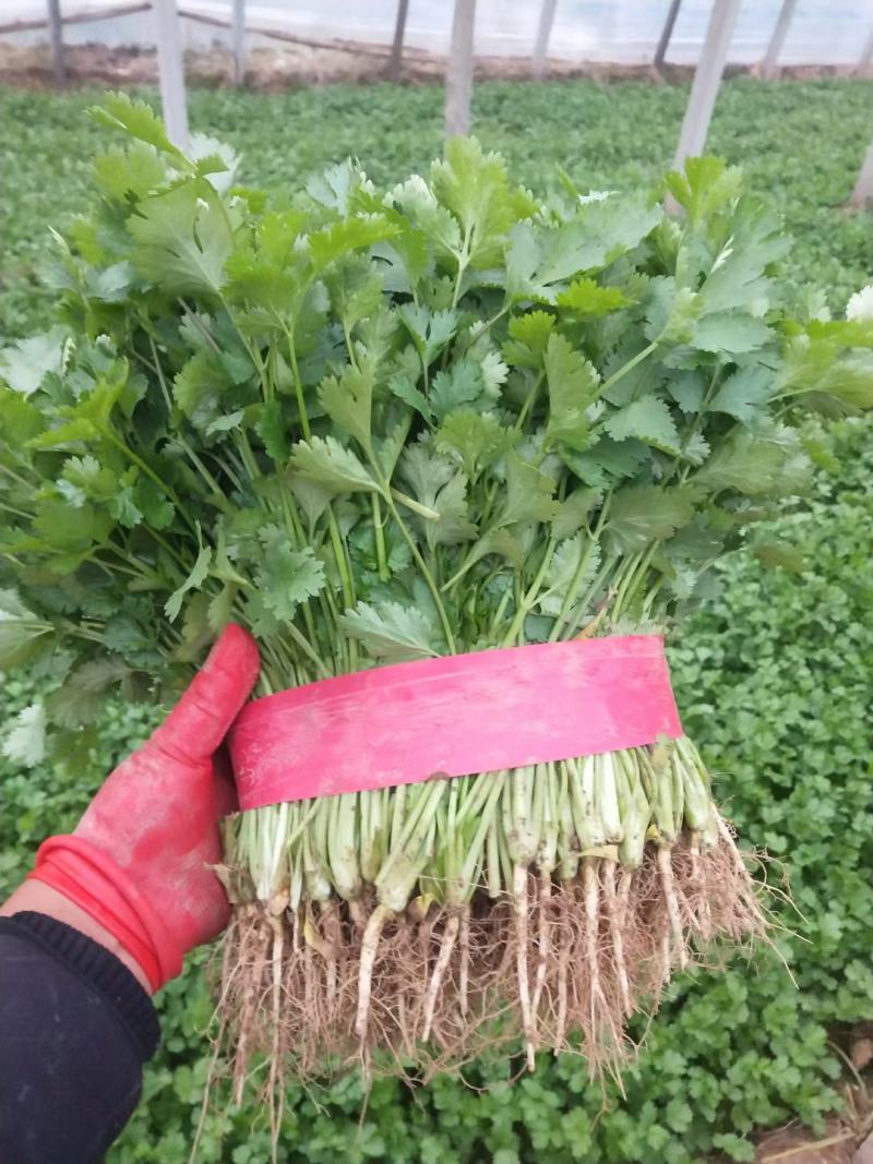 【香菜实力精品大叶香菜产地直发可视频看货欢迎咨询