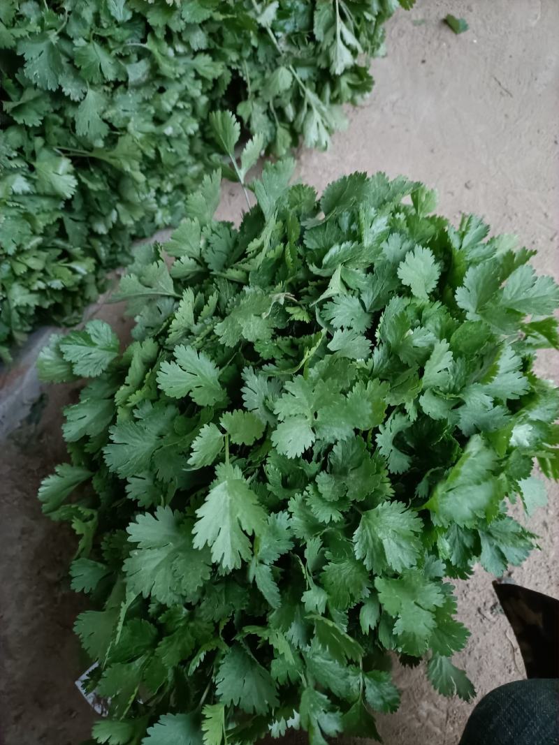 【香菜实力精品大叶香菜产地直发可视频看货欢迎咨询