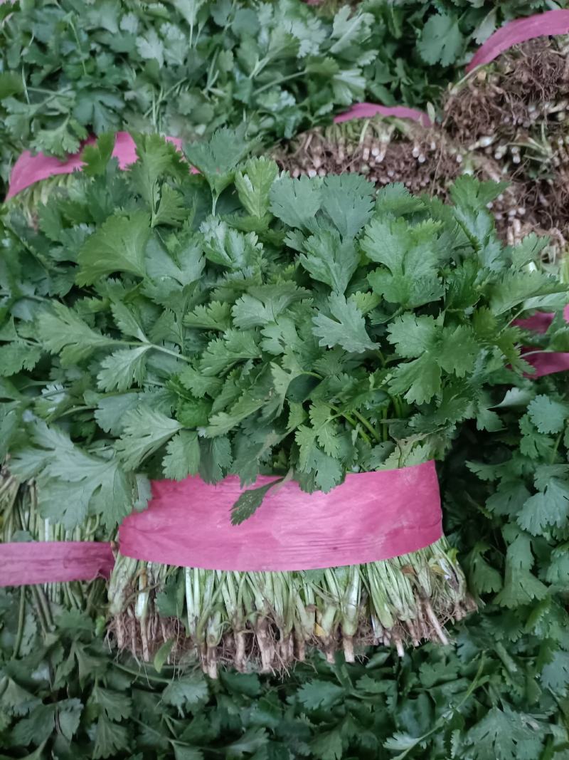 【香菜实力精品大叶香菜产地直发可视频看货欢迎咨询