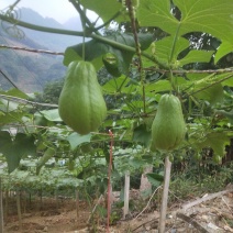 佛手瓜信誉第一已质量求生存