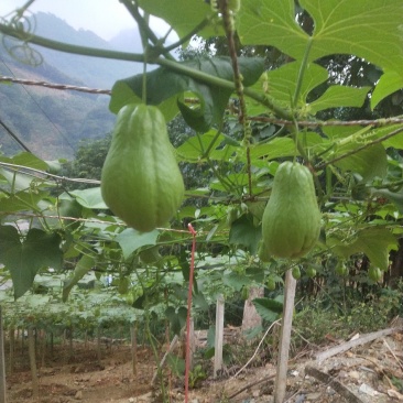 佛手瓜信誉第一已质量求生存