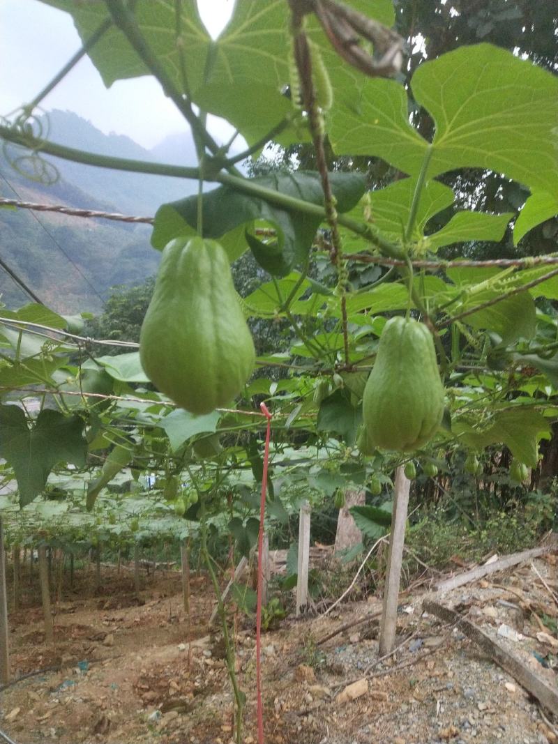 佛手瓜信誉第一已质量求生存