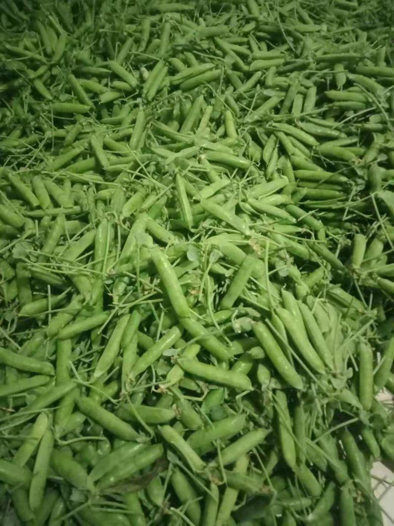 长寿仁豌豆代办需要的联系我