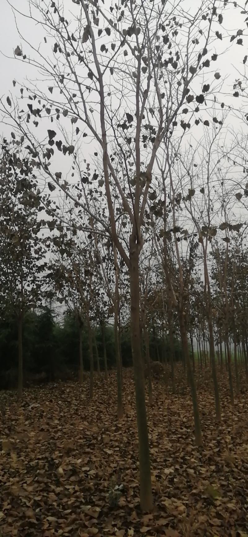 8公分巨紫荆树形优美9公分巨紫荆量大价格美丽