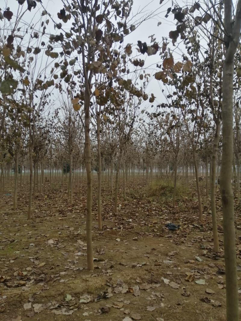 8公分巨紫荆树形优美9公分巨紫荆量大价格美丽