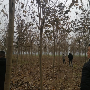 8公分巨紫荆树形优美9公分巨紫荆量大价格美丽