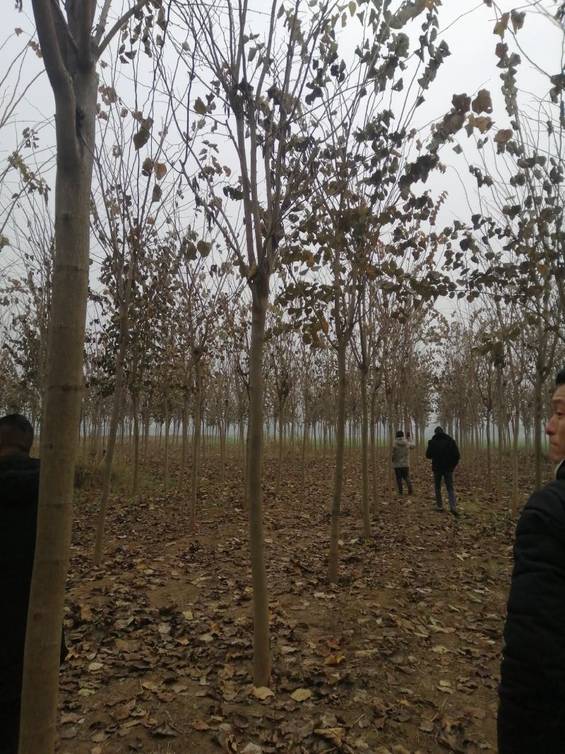 8公分巨紫荆树形优美9公分巨紫荆量大价格美丽