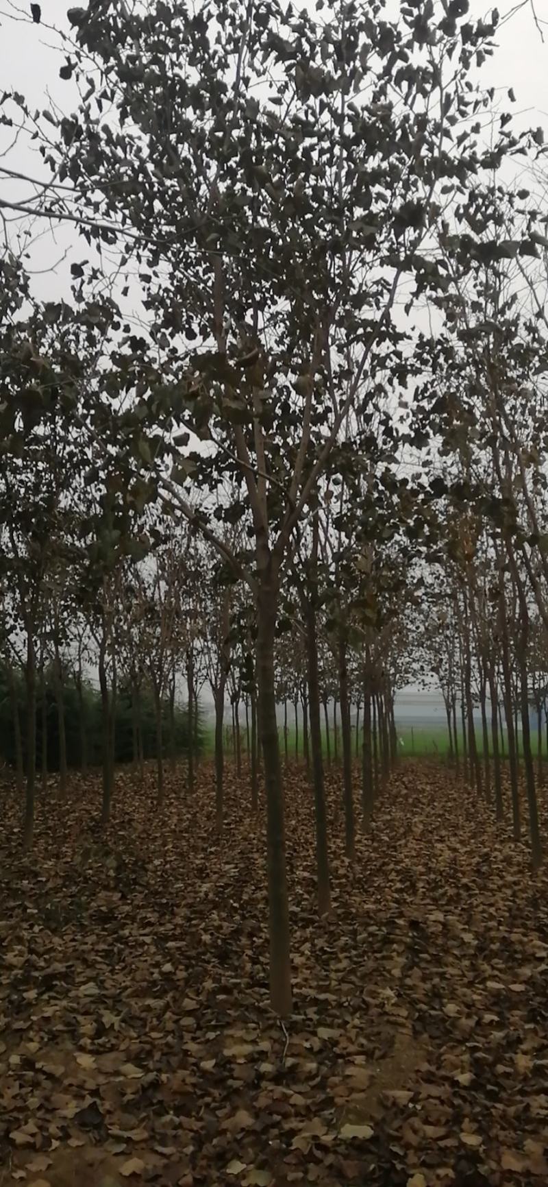 8公分巨紫荆树形优美9公分巨紫荆量大价格美丽
