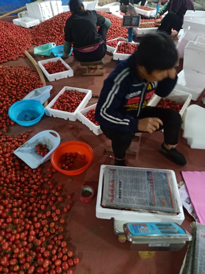 T七粉玉千禧圣女果硬度好萼片大种植产地量大，诚信代办