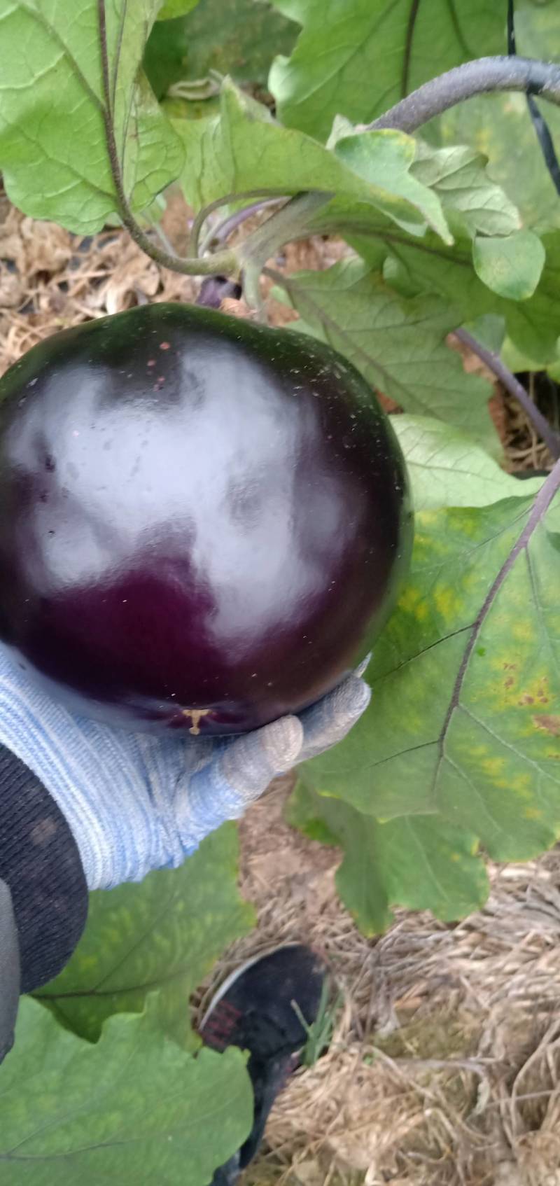 山东莘县大棚区大量供应各种蔬菜