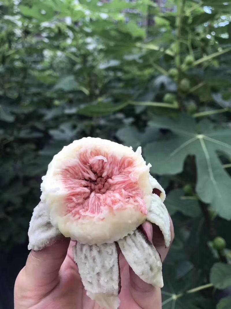 波姬红无花果苗杯苗品种纯正