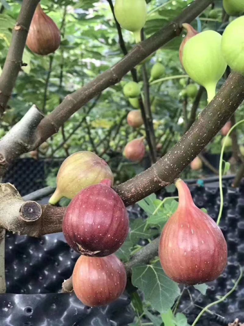 波姬红无花果苗杯苗品种纯正