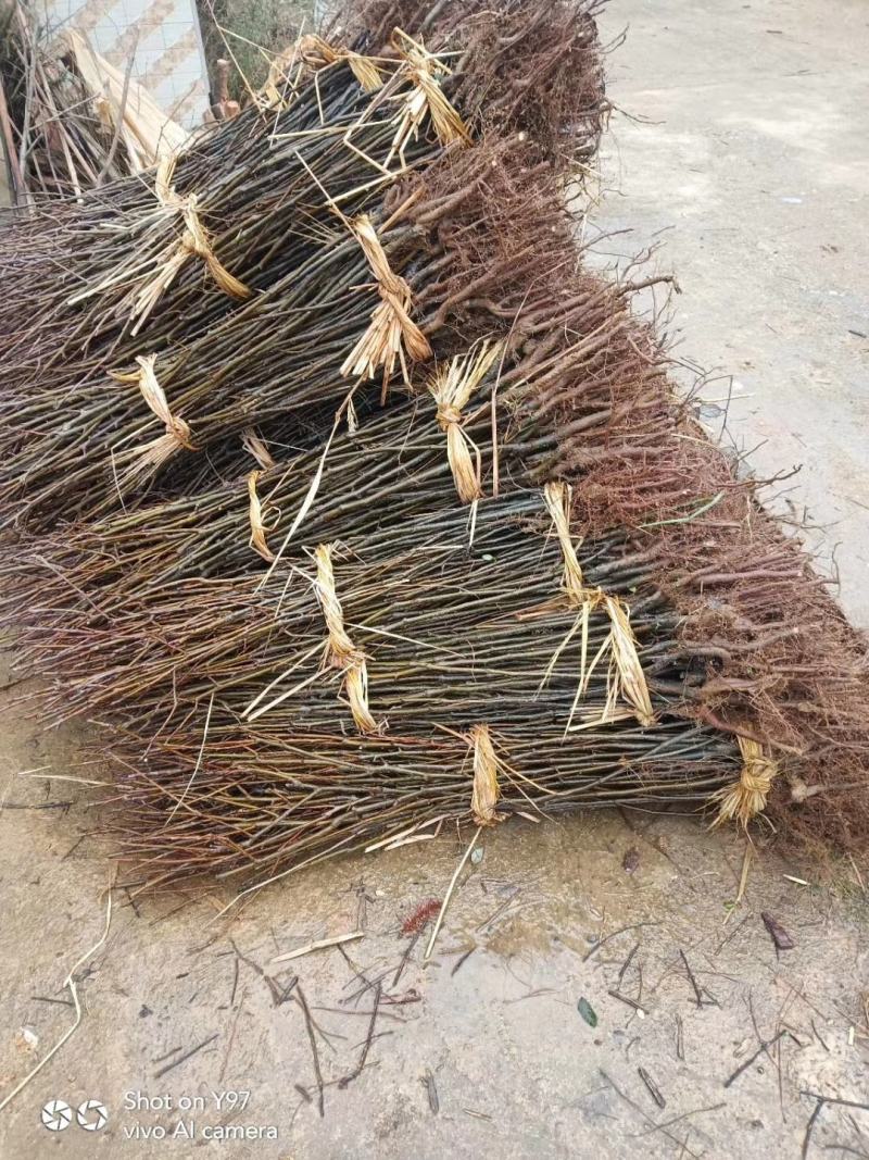 脆冠梨苗:嫁结苗、品种纯、价格优惠，