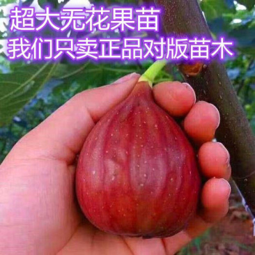 无花果树苗爆款波姬红无花果苗当年结果可签合同