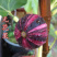 无花果树苗爆款波姬红无花果苗当年结果可签合同