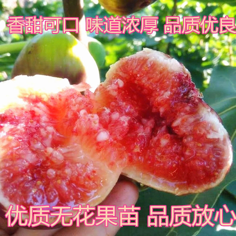 无花果树苗爆款波姬红无花果苗当年结果可签合同