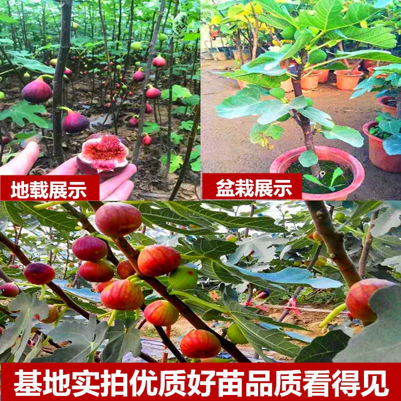 无花果树苗爆款波姬红无花果苗当年结果可签合同