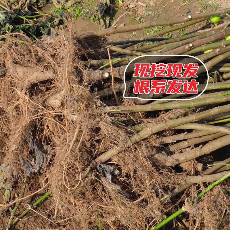 无花果树苗爆款波姬红无花果苗当年结果可签合同