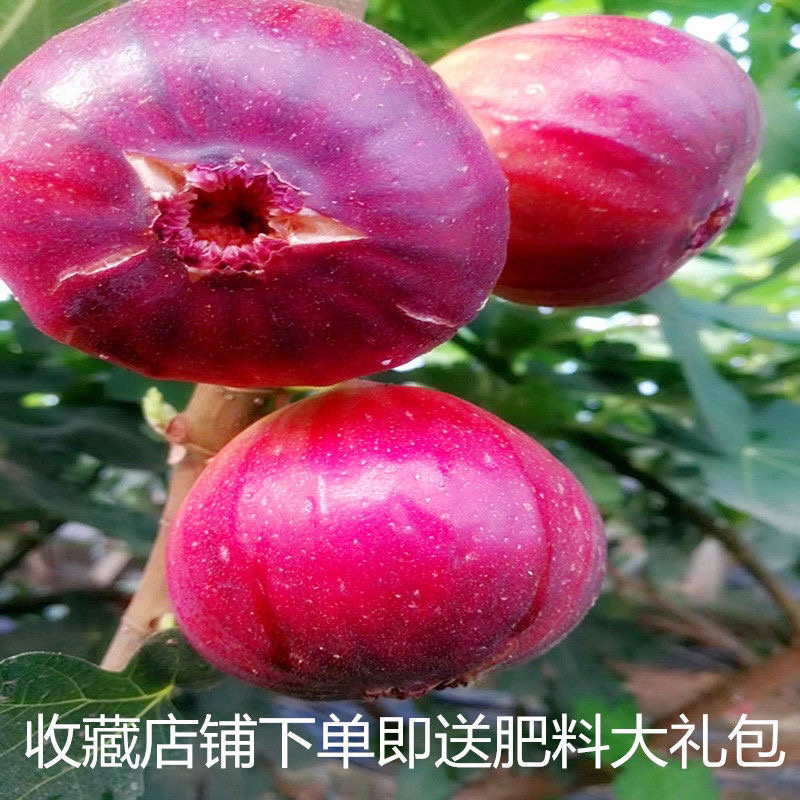 无花果树苗爆款波姬红无花果苗当年结果可签合同