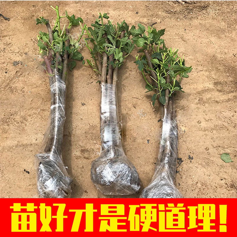 无花果树苗爆款波姬红无花果苗当年结果可签合同