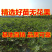 无花果树苗爆款波姬红无花果苗当年结果可签合同