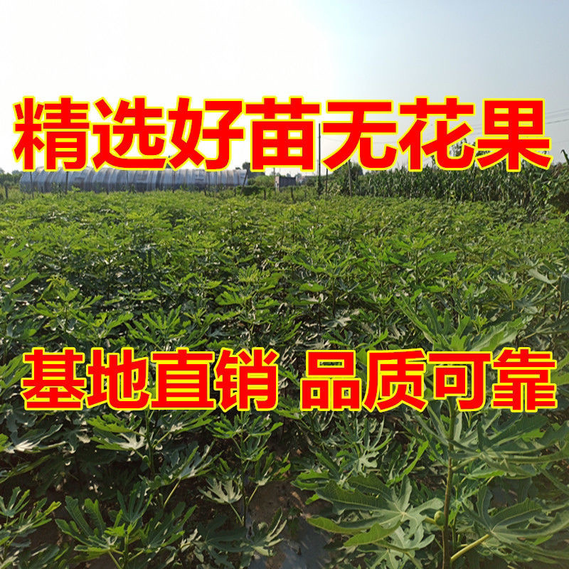 无花果树苗爆款波姬红无花果苗当年结果可签合同
