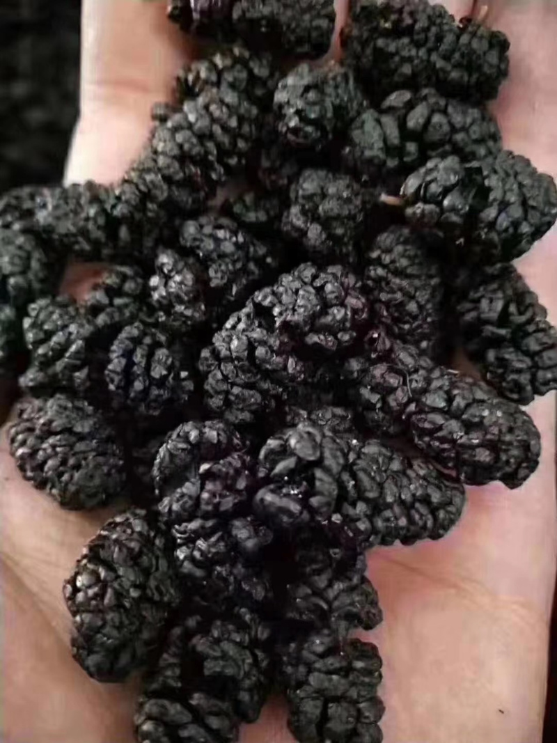 新疆黑桑葚干，干净无沙，