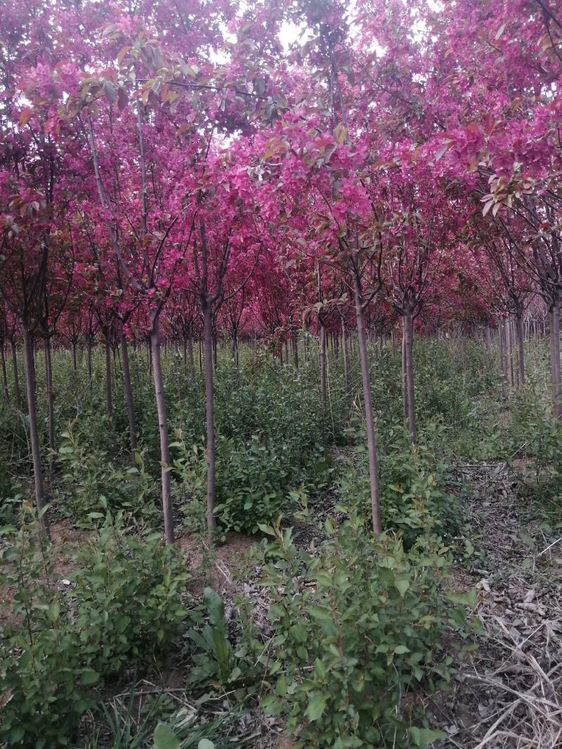 大量低价供应绚丽海棠公分树，工程苗，绚丽海棠小苗