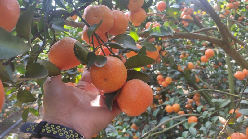 广西沙糖橘大量上市，欢迎各位老板来实地果园看果议