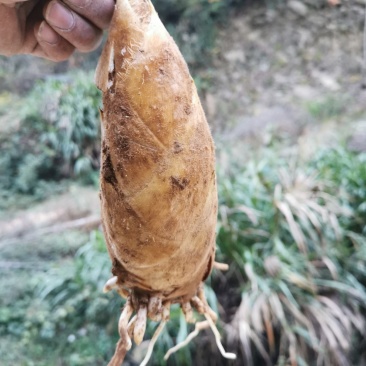 冬笋损耗少湖南冬笋深山现挖现发货