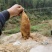 冬笋损耗少湖南冬笋深山现挖现发货