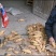 冬笋损耗少湖南冬笋深山现挖现发货